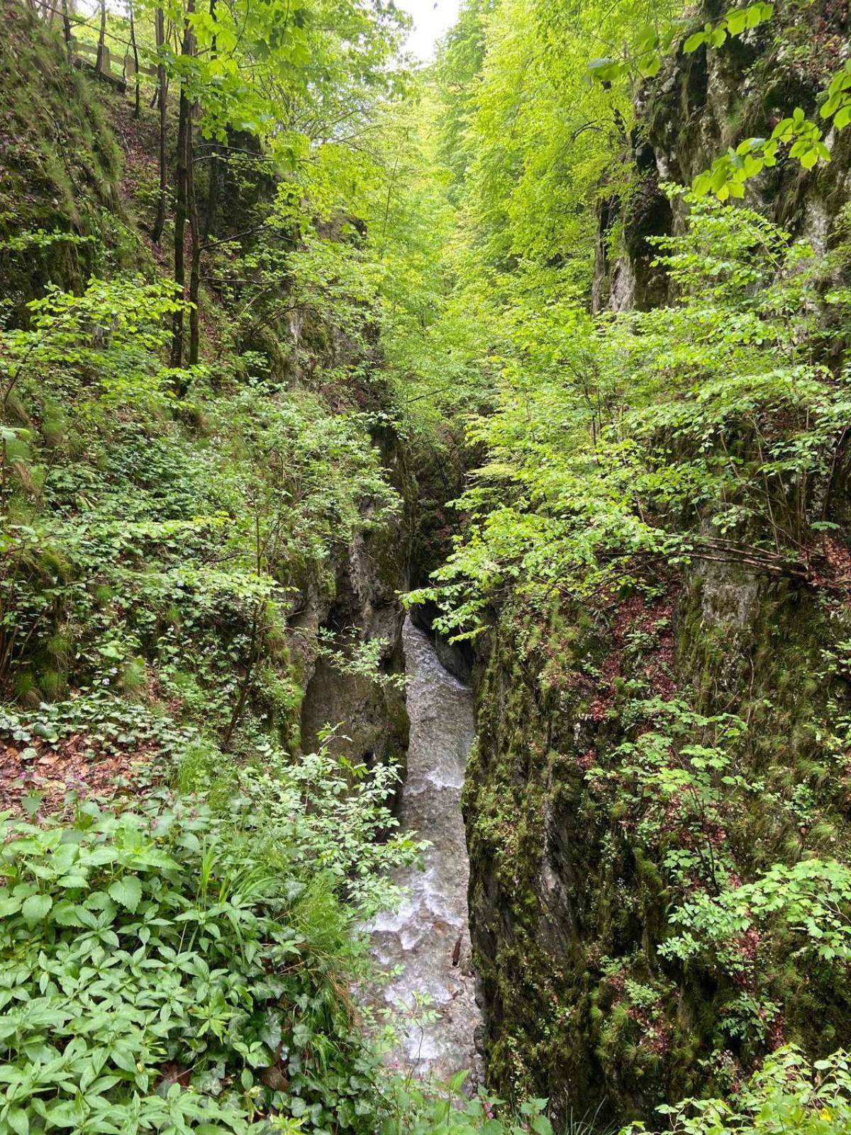 Pensiunea Craiul Muntilor-Рынка Экстерьер фото